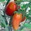Thumbnail: San Marzano - Paste Tomato Seed