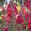 Thumbnail: Tetra Mix Snapdragons