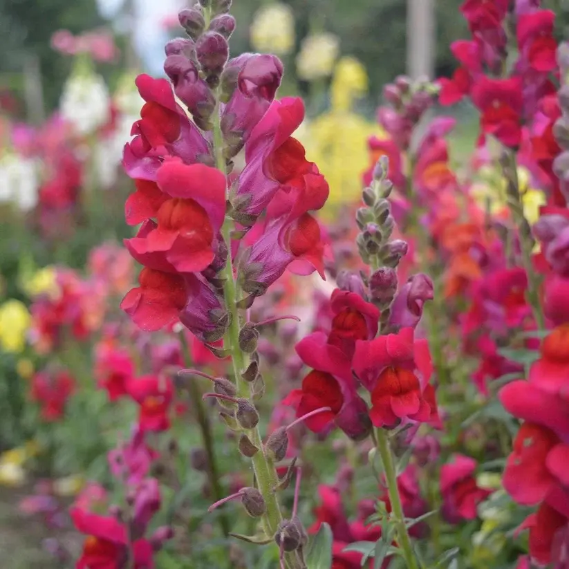 Tetra Mix Snapdragons
