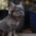 IMG_2897.jpeg