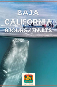 CARROUSSEL YUCATAN (16).png