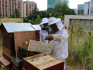 Apiculture urbaine : un symbole pour l'avenir de la planète 