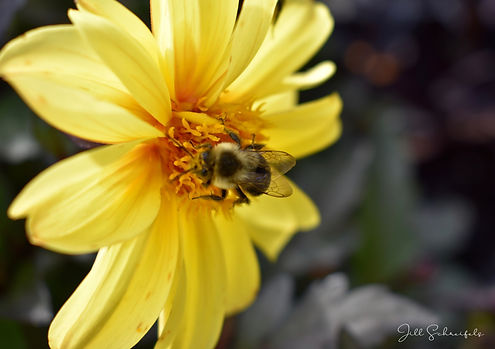 Flower Bee