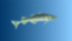 walleye_pollock