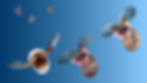 Pteropods