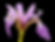 Iris versicolor.jpg