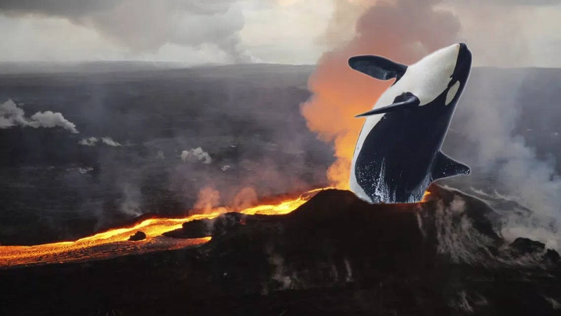 Orca coming out of lava flow