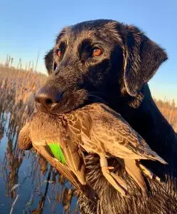 labrador retriever duck hunting