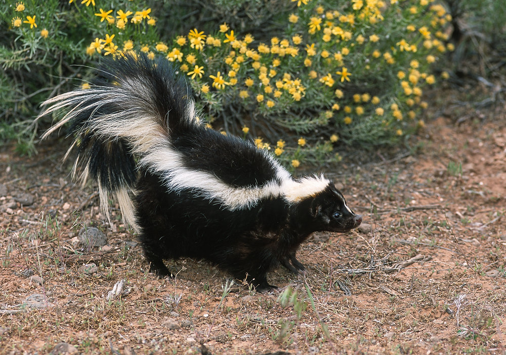 How To Keep Skunks Out Of Your Yard A Comprehensive Guide On How To How To Keep Skunks Out Of Your Yard A Comprehensive Guide On How To