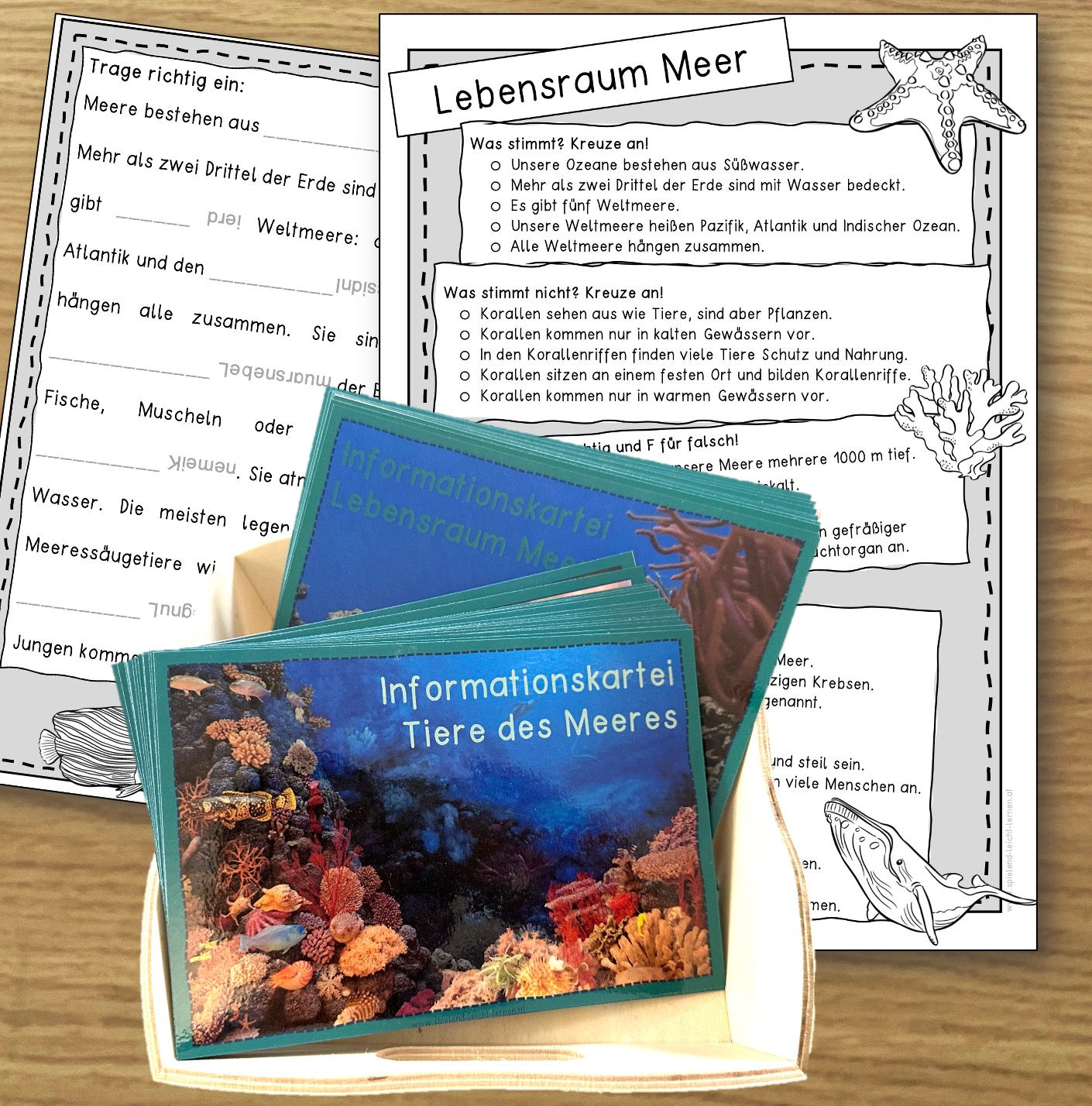 Leben im Meer - Differenzierte Informationskartei mit doppelseitiger KV
