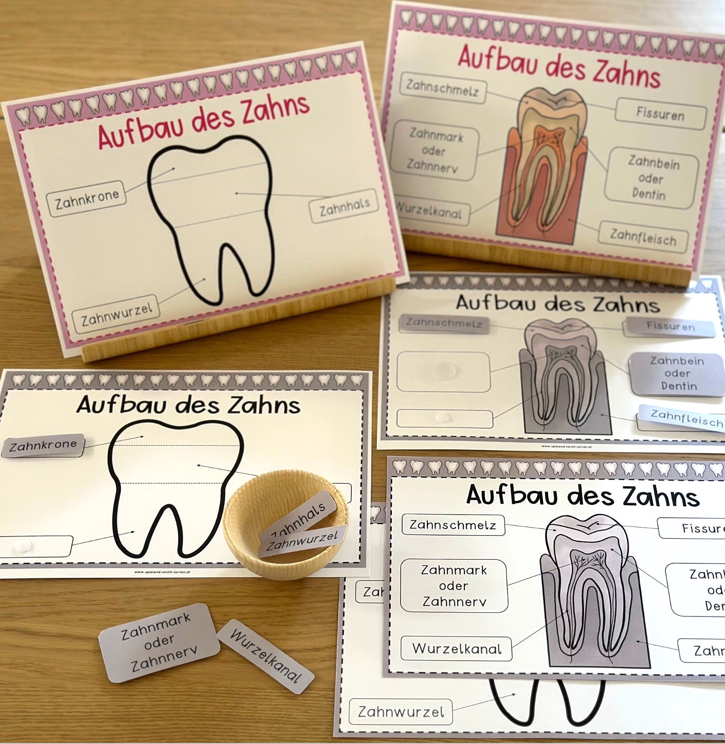Zähne – Aufbau eines Zahns (Lesestreifen & Kopiervorlage)