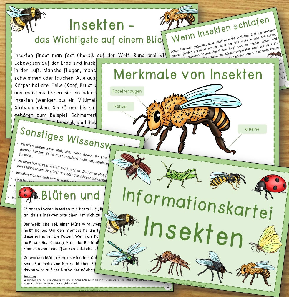 Insekten - Informationskartei (Basis für Referate)