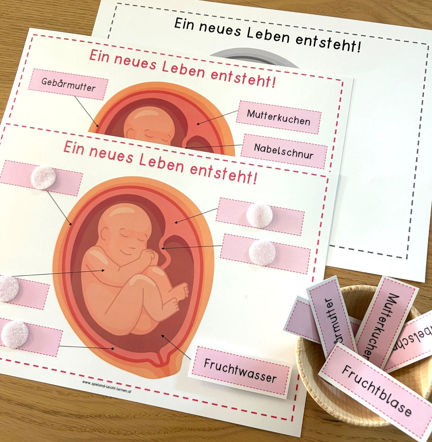 Leben entsteht KLETT-Material und Kopiervorlage
