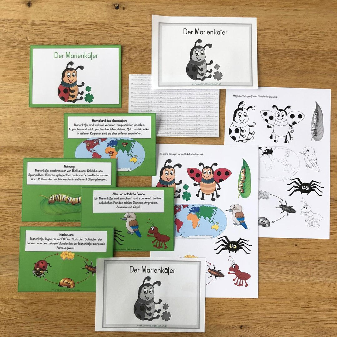 Tierkartei mit Abschreibheftchen - MARIENKÄFER