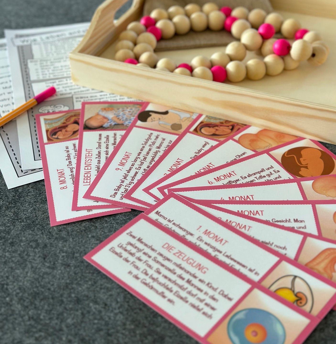 Leben entsteht Babykette – Zeitleiste Legematerial & Kopiervorlagen