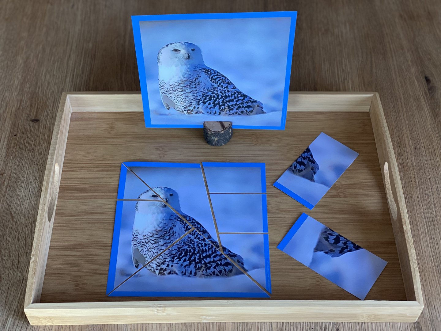 Polartiere - Schneeeule