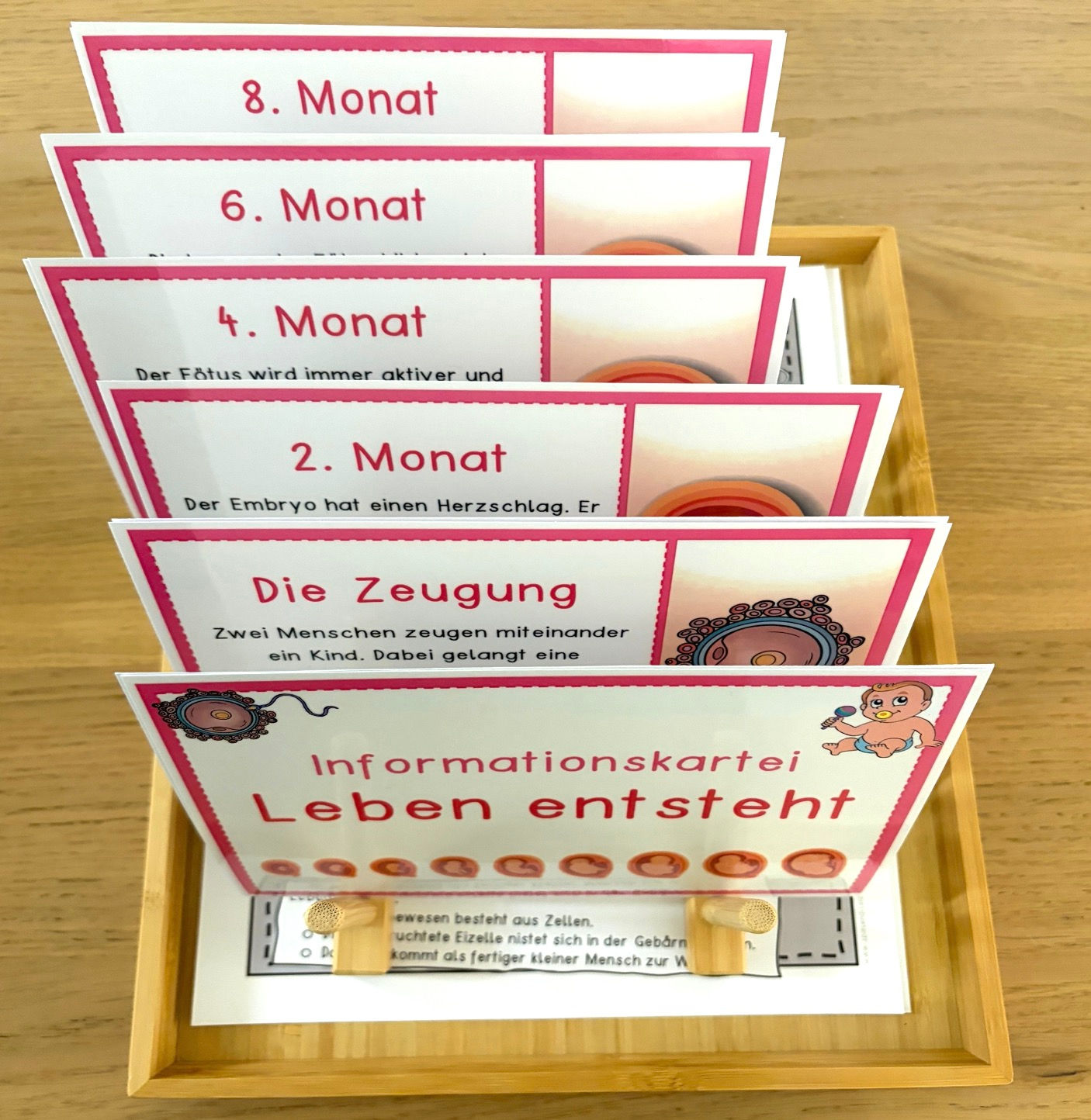 Leben entsteht Informationskartei mit passenden Kopiervorlagen