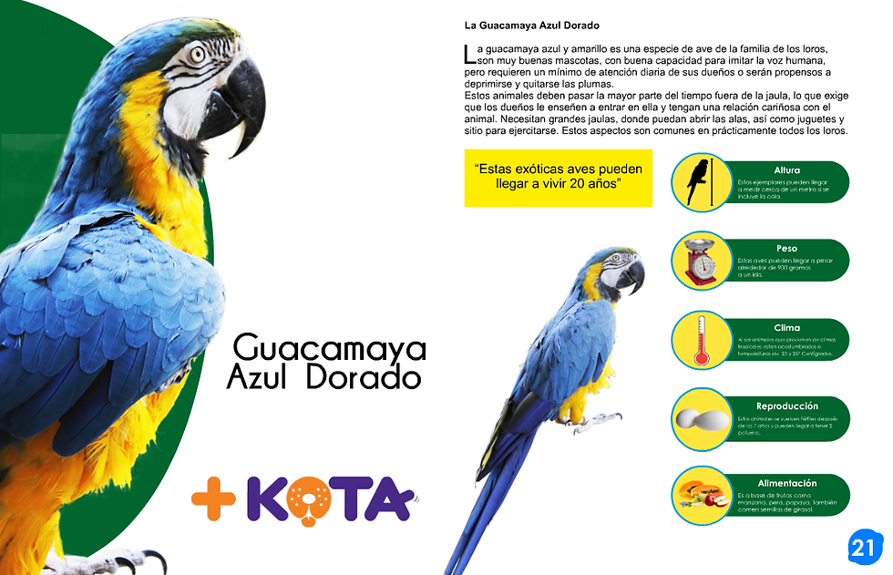 Foto Guacamaya Dorada