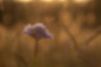 daniel-splisser-kc_kFNxyqxA-unsplash_edited.jpg