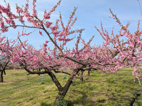 桃の花が満開