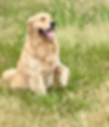 fullsizeoutput_559a.jpeg