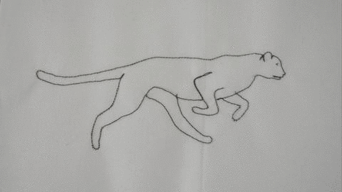 Cheetah