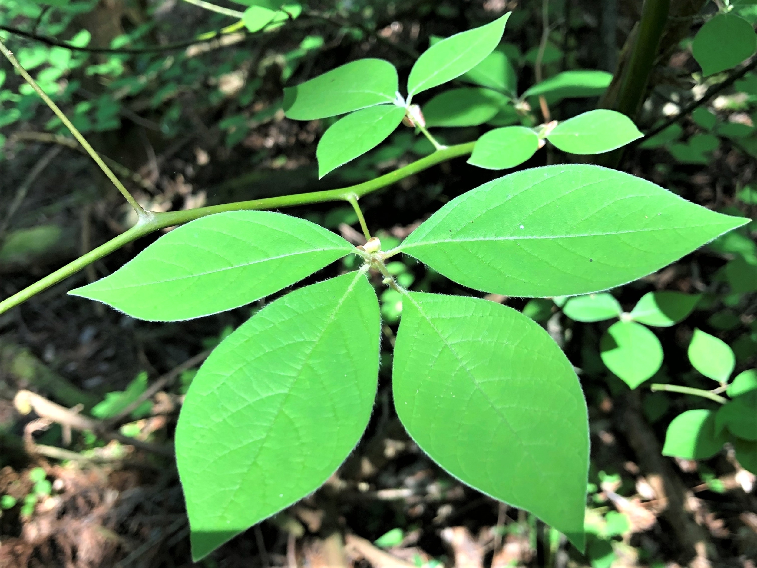 dōTERRA Kuromoji ドテラ クロモジ2.5mL クロモジ - doTERRA TIMES