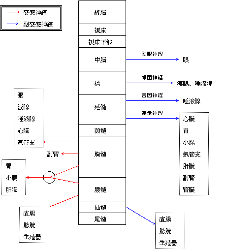 迷走神経(ポルチオ).gif