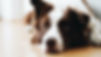 intervenant canin montreal