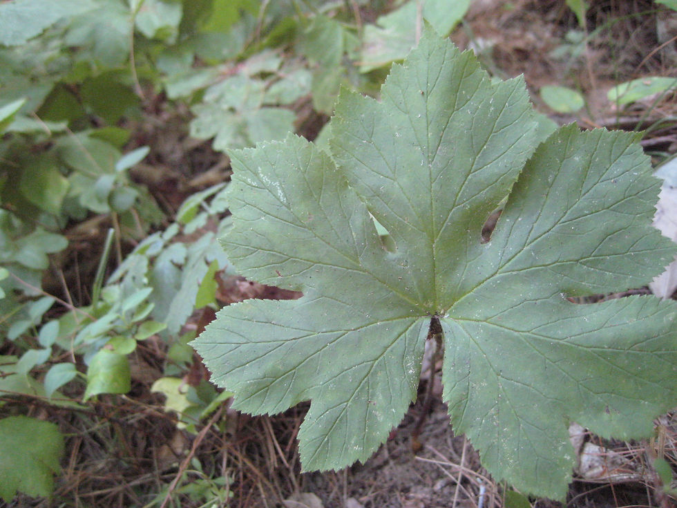 Goldenseal (Hydrastis canadensis)