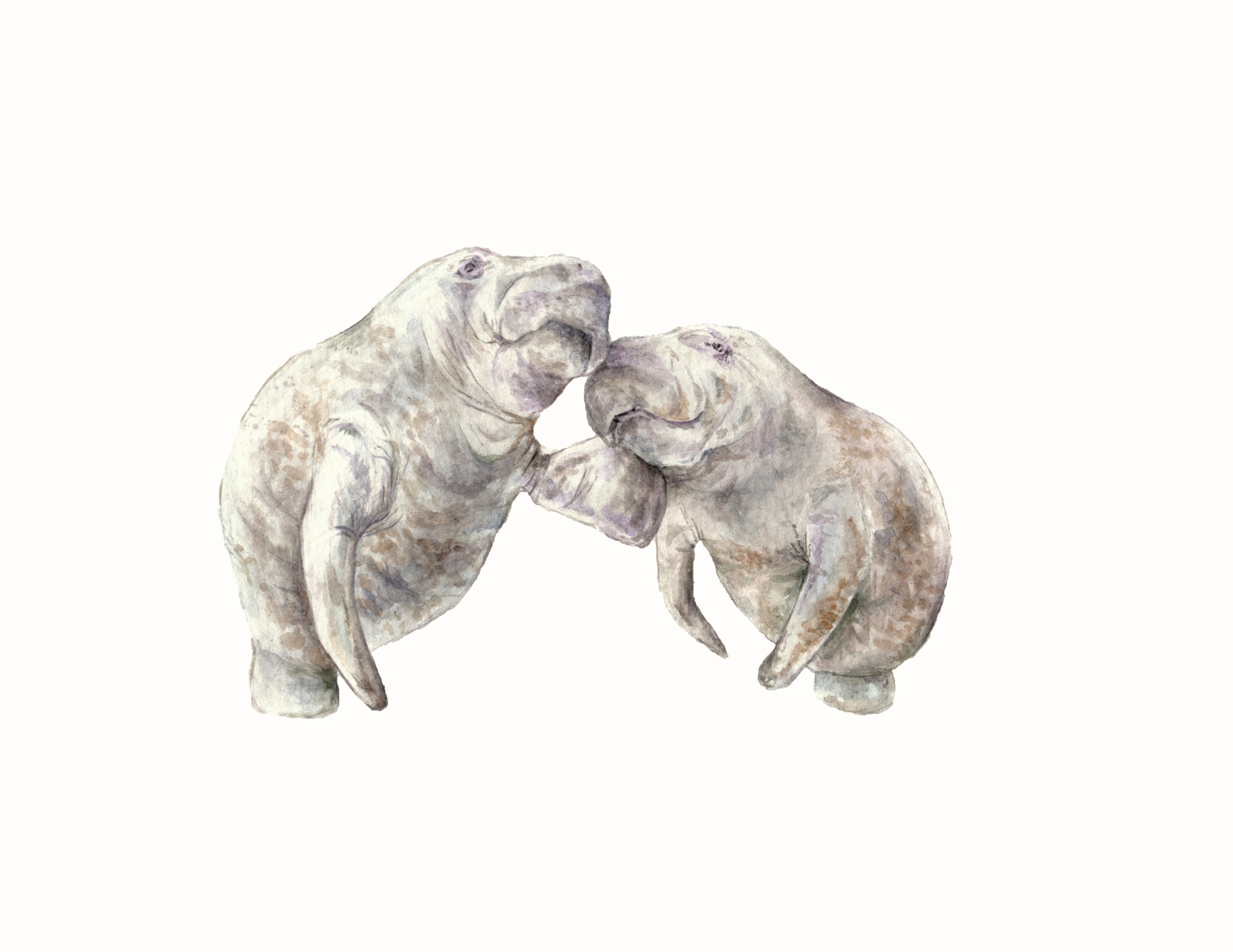 Manatees Limited Edition Print 8.5x11 Watercolor - Sea Cow, dugong, everglades