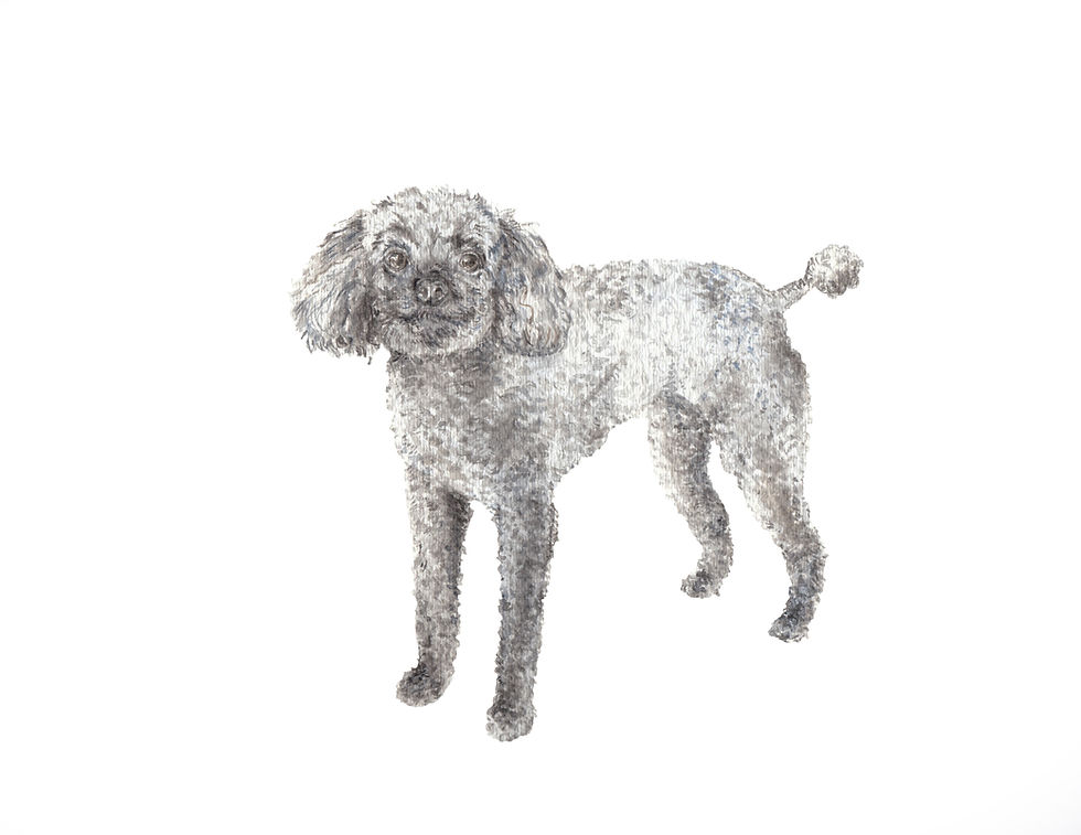 Thumbnail: Poodle - choose from 4 images- Ltd Ed Print Watercolor