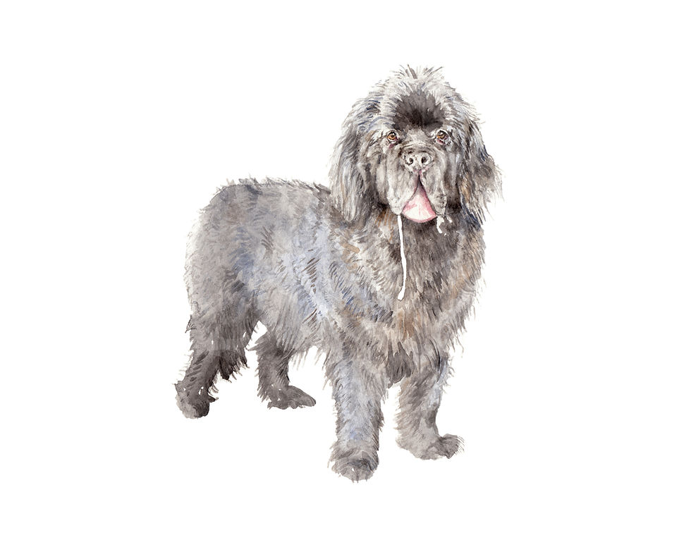 Newfoundland Ltd Ed Print Watercolor