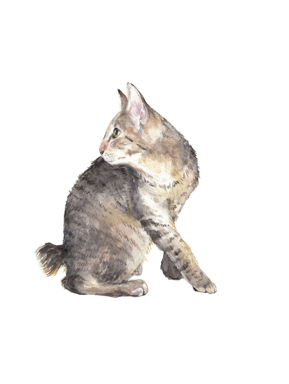 Manx Cat Looking Up Watercolor Art Print