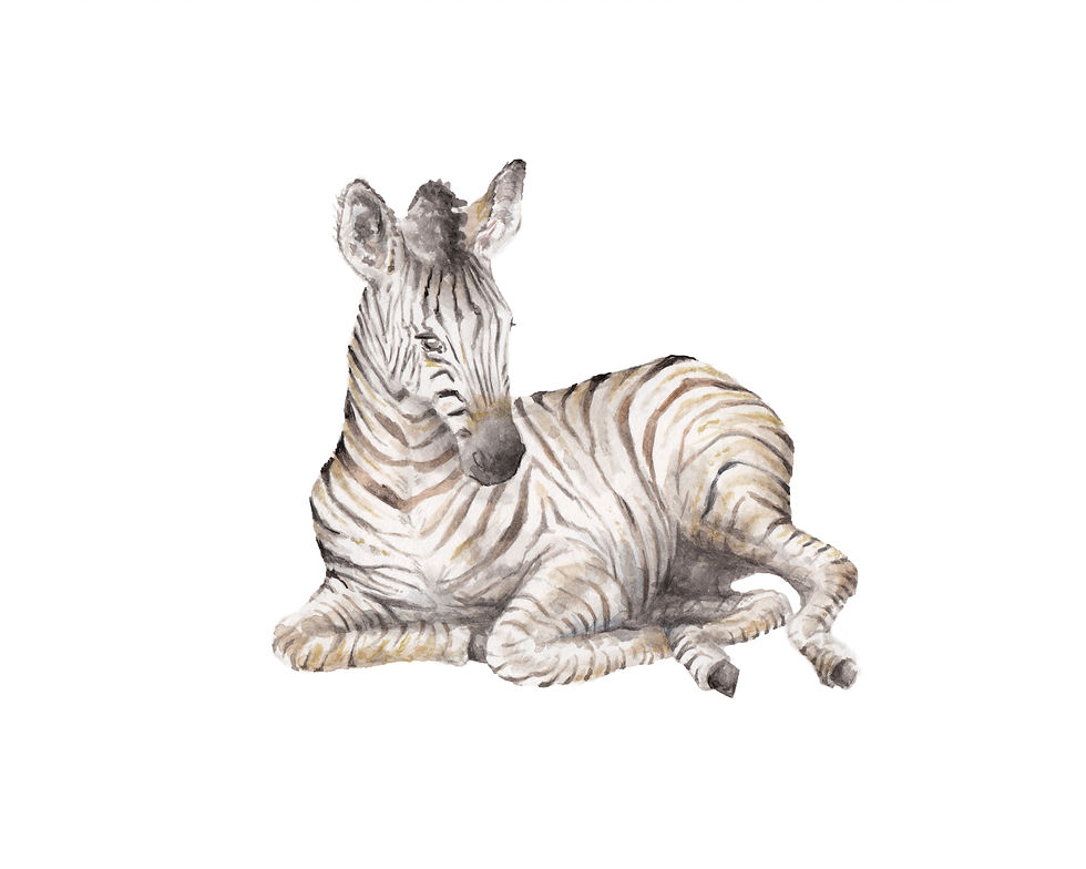 Thumbnail: Zebras Print 8.5x11 Safari Black and White Watercolor (choose from four images)
