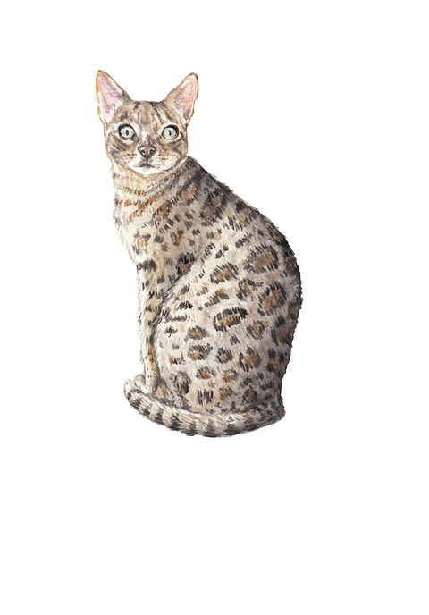 Bengal, Ocicat, Egyptian Mau Ltd Ed Watercolor Art Print -choose
