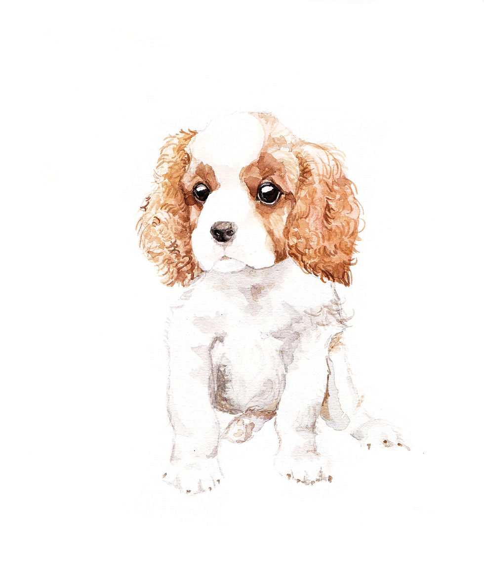 Cavalier King Charles Spaniels - choose from 4 images! Ltd Ed Print Watercolor