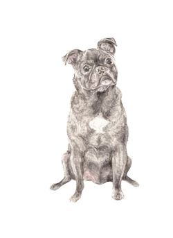 pugmoses