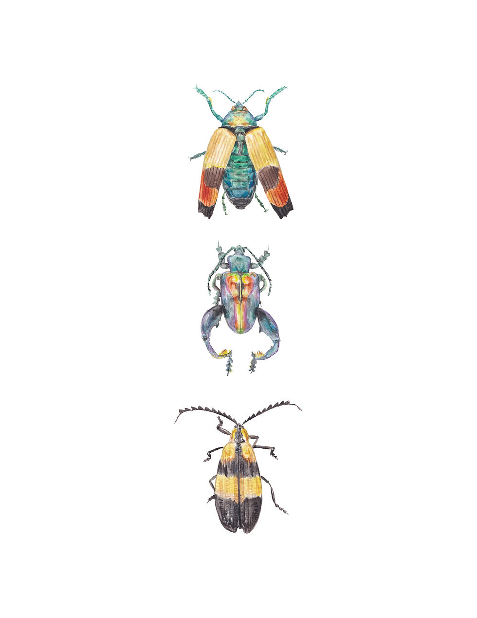Thumbnail: Beetles Bugs Insect Watercolors: You choose from 12 designs