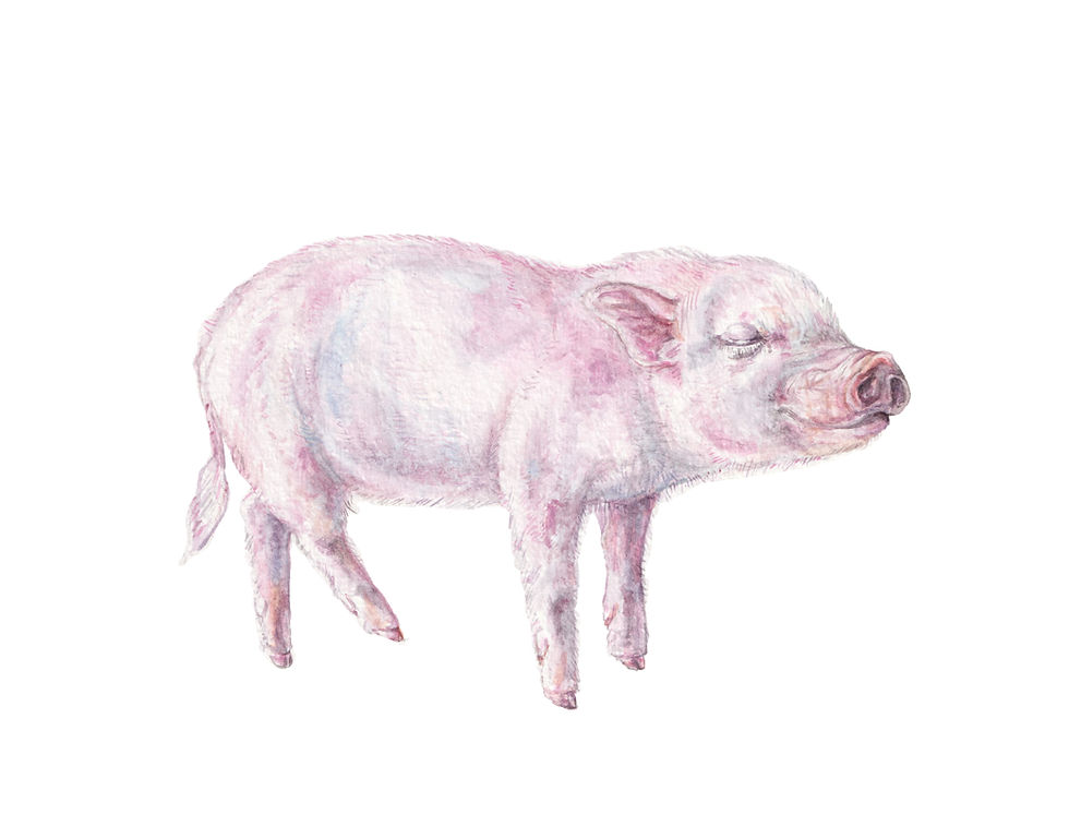 Thumbnail: Three Little Pigs OR Single Piglet Print 8.5x11 Watercolor