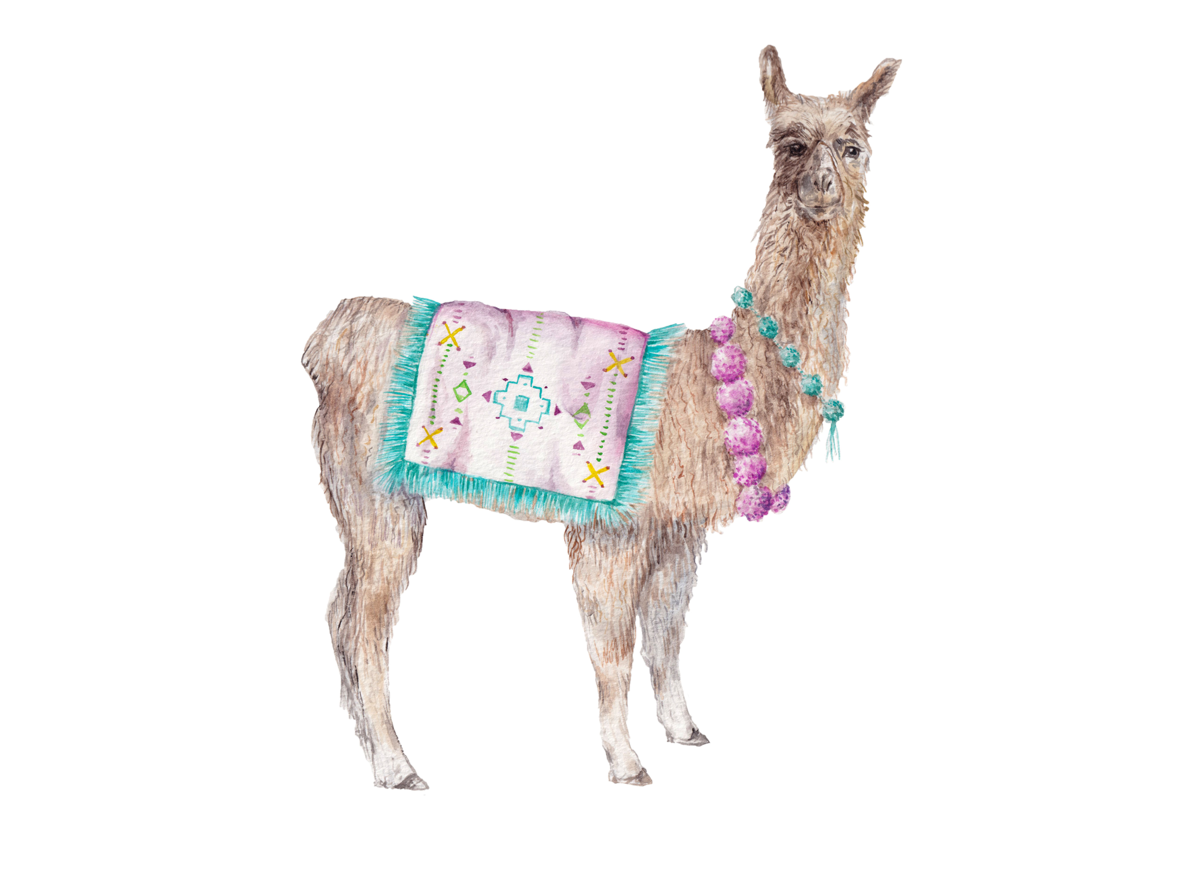 Colorful Alpaca Llama India Morocco Limited Edition Print 8.5x11 Watercolor