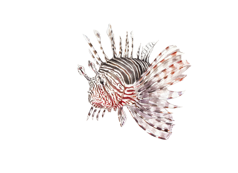 Lionfish Limited Edition Print 8.5x11 Watercolor