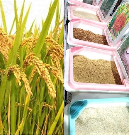 195638-paddy-crop.jpg