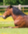 Horse lying down in field