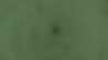 Tree (1).png