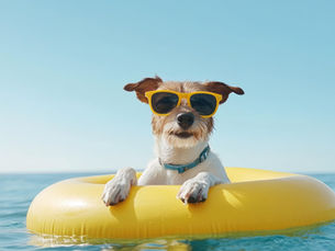Hundehaltung bei Hitze