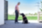 Hund beim Schnüffeltraining