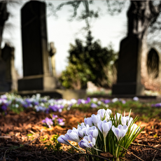 Bereavement