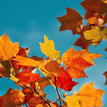October 2026 Carers News