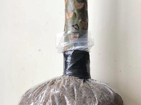 Frangipani cuttings - bag rooting